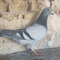 کبوتر ۲عدد|پرنده|اهواز, بیست متری شهرداری|دیوار