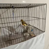 قناری نر|پرنده|ری, جوانمرد قصاب|دیوار