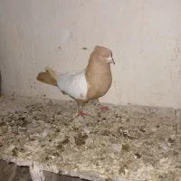 جفت سینه زرد|حیوانات|اردبیل, |دیوار