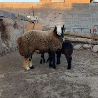 دوعدد بره قوچی بختیاری|حیوانات مزرعه|قوچان, |دیوار