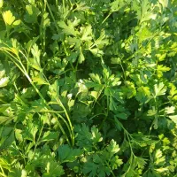 سبزی خورشتی  خشک روبرو تالار ازادی جنب پمپ گاز