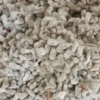 پیندانه تخم پنبه