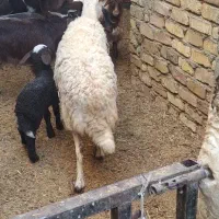 بره ماده زاییده با بره نر شیر مست