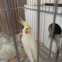 عروس هلندی نروماده مولد با یه جوجه و ۵تا تخم