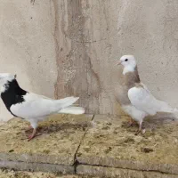 کبوتر|پرنده|پاکدشت, پاکدشت (مامازند)|دیوار