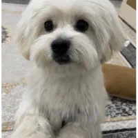 واگذاری سگ شیتزو