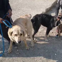واگزاری سگ