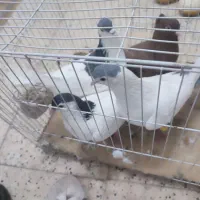 پرنده|پرنده|مشهد, حسین‌آباد|دیوار