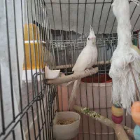 عروس هلندی ماده ، جوجه