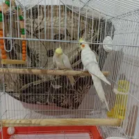 جفت عروس هلندی بالوازم وقفس