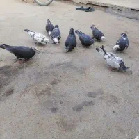 کبوتر  پلاکی بزک|پرنده|شیراز, گویم|دیوار