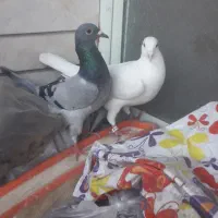 یجفت پلاکی|پرنده|فلاورجان, |دیوار