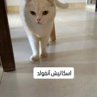 واگذاری گربه پرشین|گربه|شاهرود, |دیوار