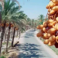 نیازمند گارگر برای نخلستان روز ۸۰۰ تومن