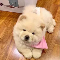 سگچاوچاو زبان بنفش چاو چاو خرسی۲ ماه