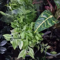 گل شفلر ۱۰۰|گل و گیاه طبیعی|سبزوار, باهنر|دیوار