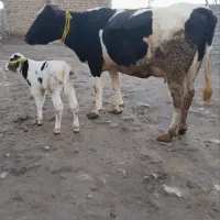 گاو صحرایی|حیوانات مزرعه|نظر کهریزی, |دیوار