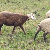 گوسفند آبستن وشیر کرده|حیوانات مزرعه|شیرگاه, |دیوار