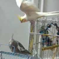 ۴تاعروس هلندی ماده