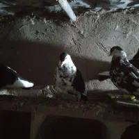 کفتر  رنگه قشنگ ۵ عدد فقد تماس بگیرید|پرنده|رضویه, |دیوار