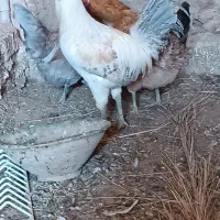 خروس نژاد براکل