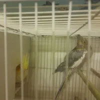 پرنده