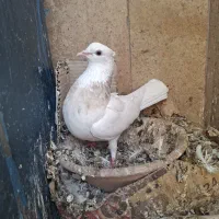 طوقی ماده|پرنده|قم, انسجام|دیوار