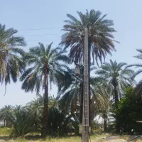 برش و قطع نخل به صورت حرفه ای|خدمات باغبانی و درختکاری|شیراز, شهرک ترکان|دیوار