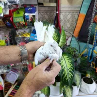 کفتر پرشی خوب|پرنده|شهریار, شهرک وائین|دیوار