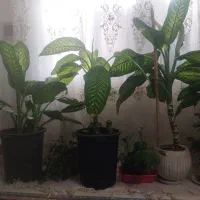 گل آپارتمانی دیفن باخیا