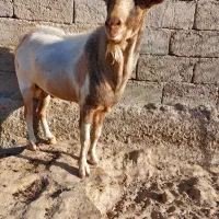 بزفروشی|حیوانات مزرعه|زهک, |دیوار