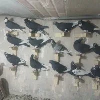 پلنگ پریده