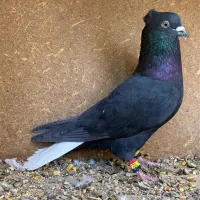 کبوتر کفتر|پرنده|شیراز, گل سرخ|دیوار