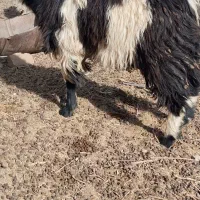 کهره نر بز  بره نر و ماده|حیوانات مزرعه|زابل, |دیوار