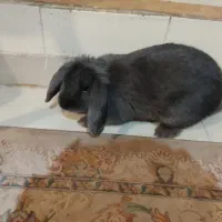 خرگوش