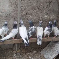 بلندرو
