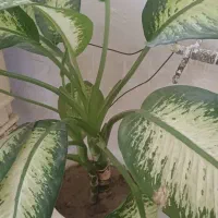گل دیفن باخیا دوعدد گل ۶۰۰