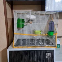 فنچ|پرنده|مشهد, عامل|دیوار