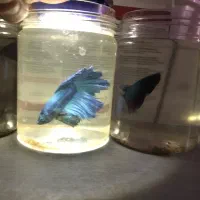 ماهی فایترهافمون نروماده