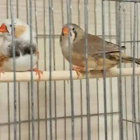 فنچ کینگ مولد در همه ی نژادها|پرنده|تهران, چهارصد دستگاه|دیوار