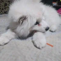 سگ چاچااو