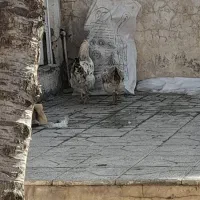 وسایل منزل|لوازم نظافت|اردبیل, |دیوار