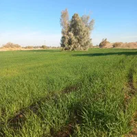 اجاره زمین کشاورزی