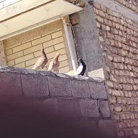 کفتر|پرنده|بردسیر, |دیوار