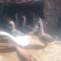قوغاز اوکراینی تخم گزار