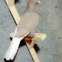 کبوتر