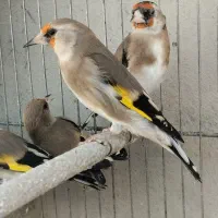 سهره دورگ برگوش سفید اصیل نقش جوجه زاغ|پرنده|شیراز, رکنآباد|دیوار