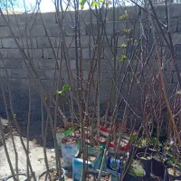 خرید وفروش انواع نهال زرشک وعناب ومیوه پیوندی مود