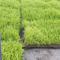 نشاهاشمی درجه ۱