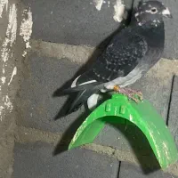 کیوتر مسافتی